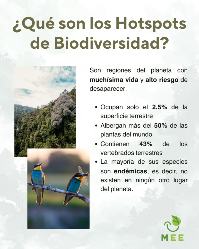 ¿Qué son los Hotspots de Biodiversidad?

Son regiones del planeta con muchísima vida y alto riesgo de desaparecer.

- Ocupan solo el 2.5% de la superficie terrestre
- Albergan mas del 50% de las plantas del mundo
- Contienen 43% de los vertebrados terrestres
- La mayoría de sus especies son endémicas, es decir, no existen en ningún otro lugar del planeta.
