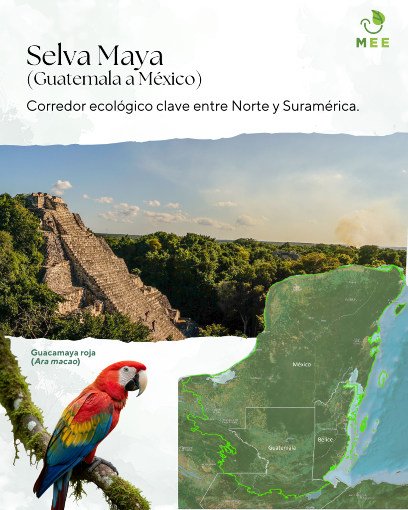 Selva maya (Guatemala a México)

Corredor ecológico clave entre norte y suramérica