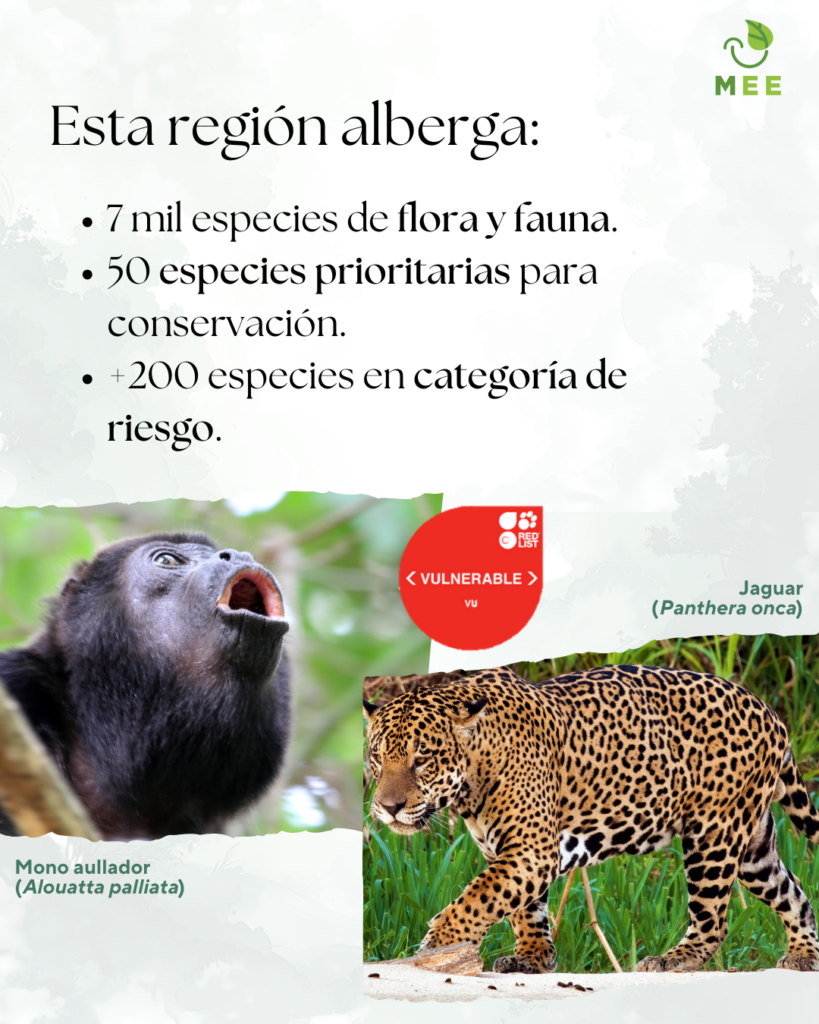 Estar región alberga:

- 7mil especies de flora y fauna.
- 50 especies prioritarias para conservación.
- Más de 200 especies en categoría de
riesgo.

Fotografía de Mono aullador (Alouatta palliata)

Fotografía de Jaguar (Panthera onca)