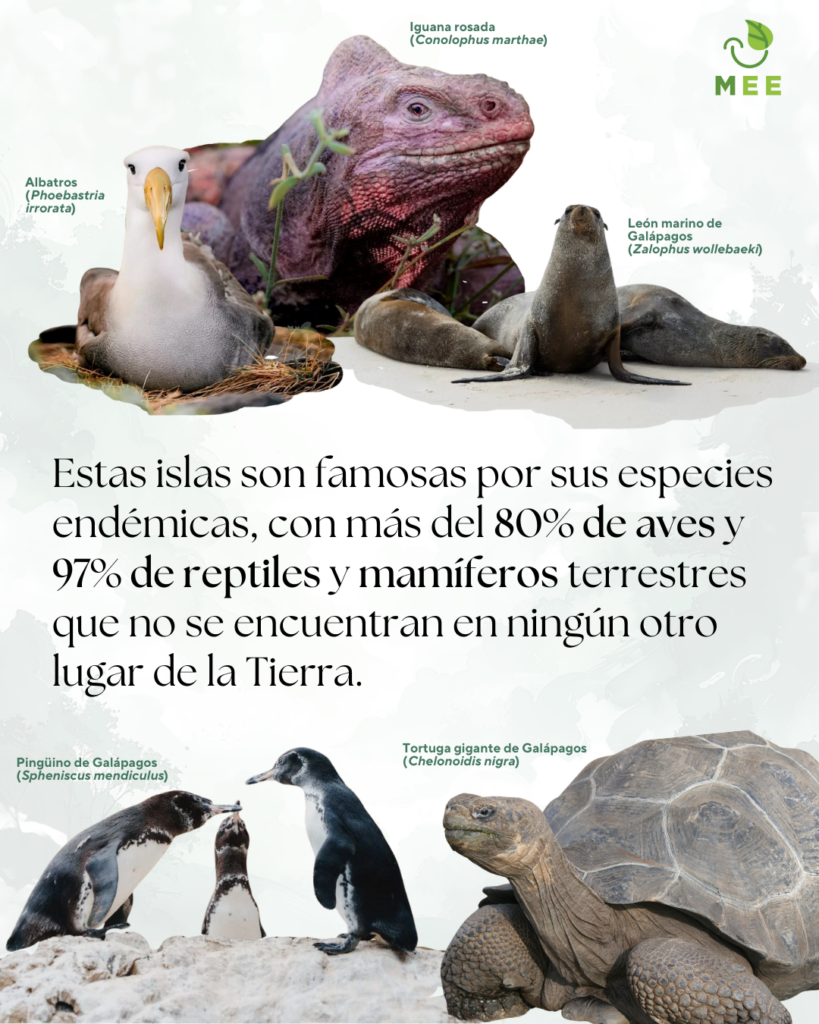 Fotografías de Ibatros (Phoebastria irrorata), Iguana rosada (Conolophus marthae) y León marino de Galápagos (Zalophus wollebaeki)

Estas islas son famosas por sus especies endémicas, con mas del 80% de aves y 97% de reptiles y mamíferos terrestres que no se encuentran en ningún otro lugar de la Tierra.

Fotografías de Tortuga gigante de Galápagos (Chelonoidis nigra) y 
Pingüino de Galápagos (Spheniscus mendiculus) 